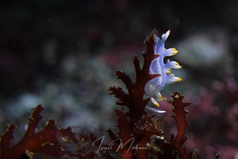 nudibranquio en Osezaki – Numazu