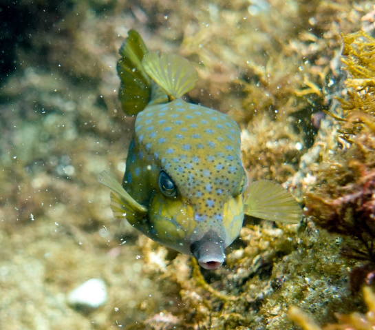 Pez caj />
            <div class=