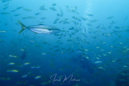 atún cazando en Izu Oceanic Park